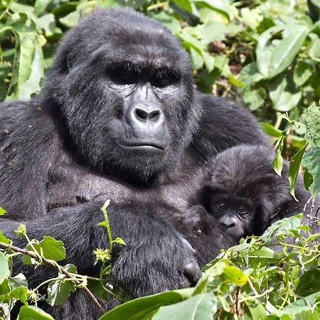 Silverback Lodge Buhoma 外观 照片