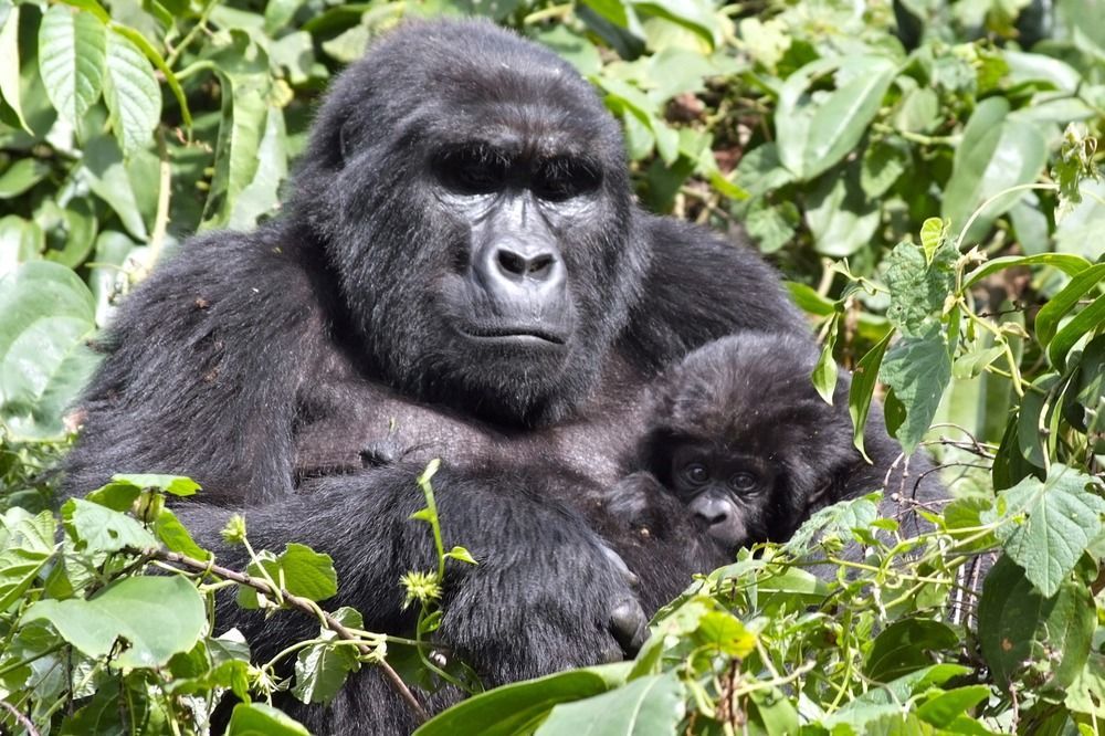 Silverback Lodge Buhoma 外观 照片